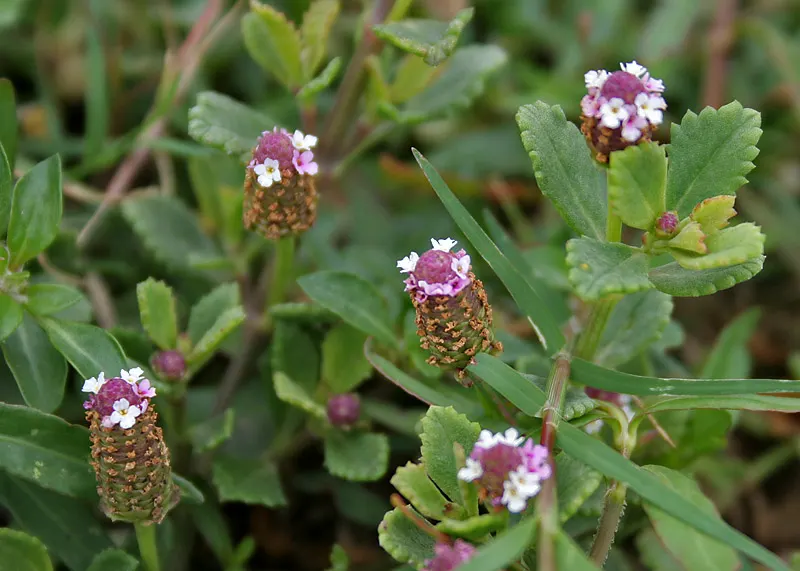 Kurapia (Lippia Nodiflora) — occasional trimming might be necessary; kurapia flourishes in full sun but can endure partial shade, image 61