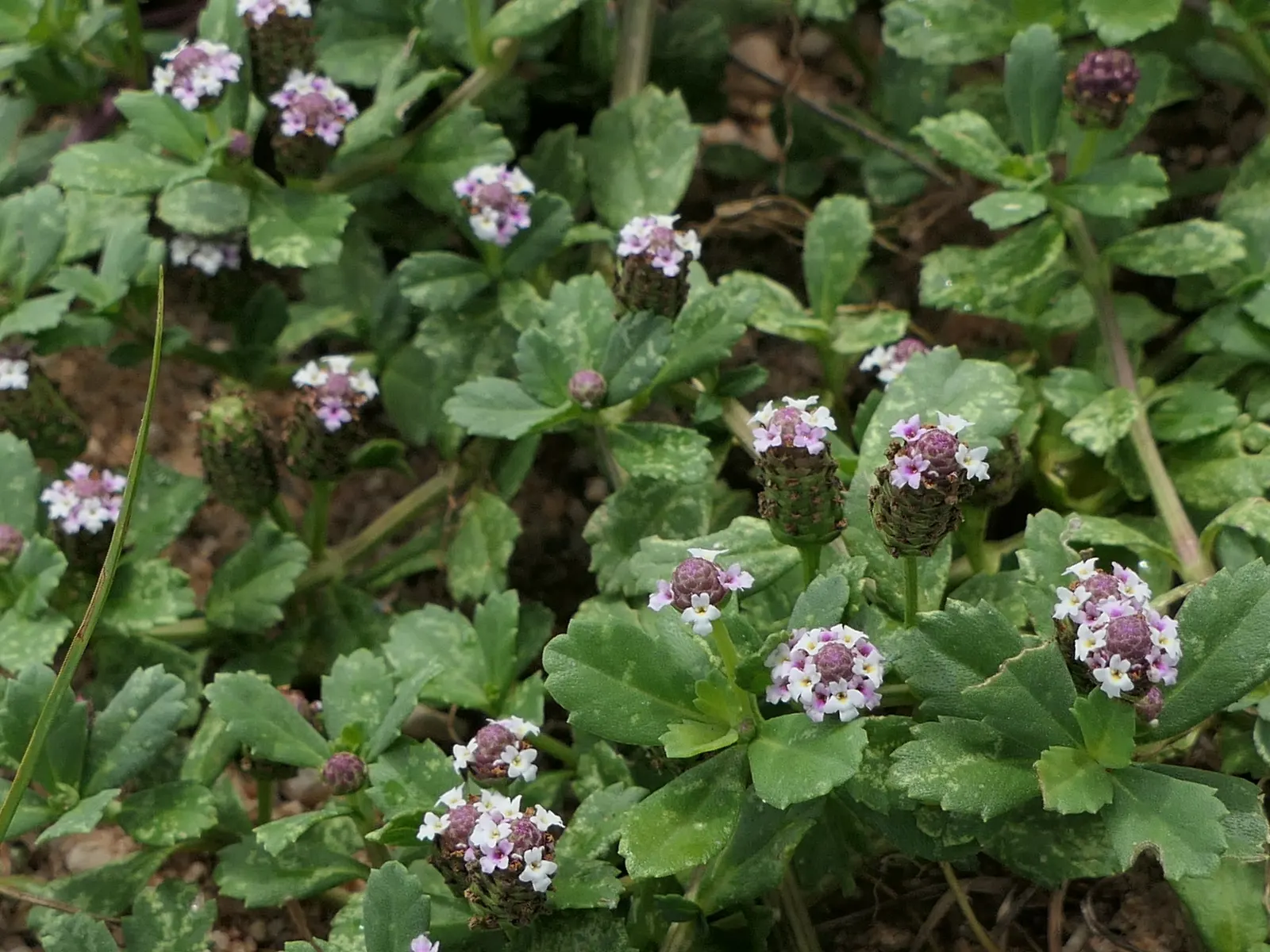 Kurapia (Lippia Nodiflora) — Its vigorous growth habit ensures rapid coverage; ground cover for full