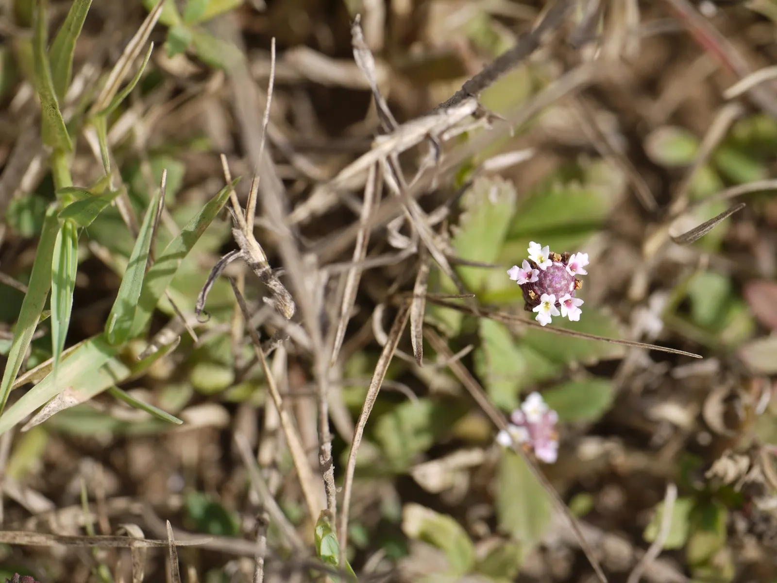 Kurapia (Lippia Nodiflora) — usually requiring only minimal irrigation; its vigorous growth habit ensures rapid coverage