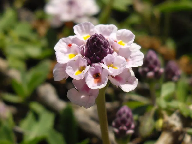 Kurapia (Lippia Nodiflora) — Thriving in full sun, it efficiently covers areas up to 18 square feet per plant; white to light lavender blooms that, image 48