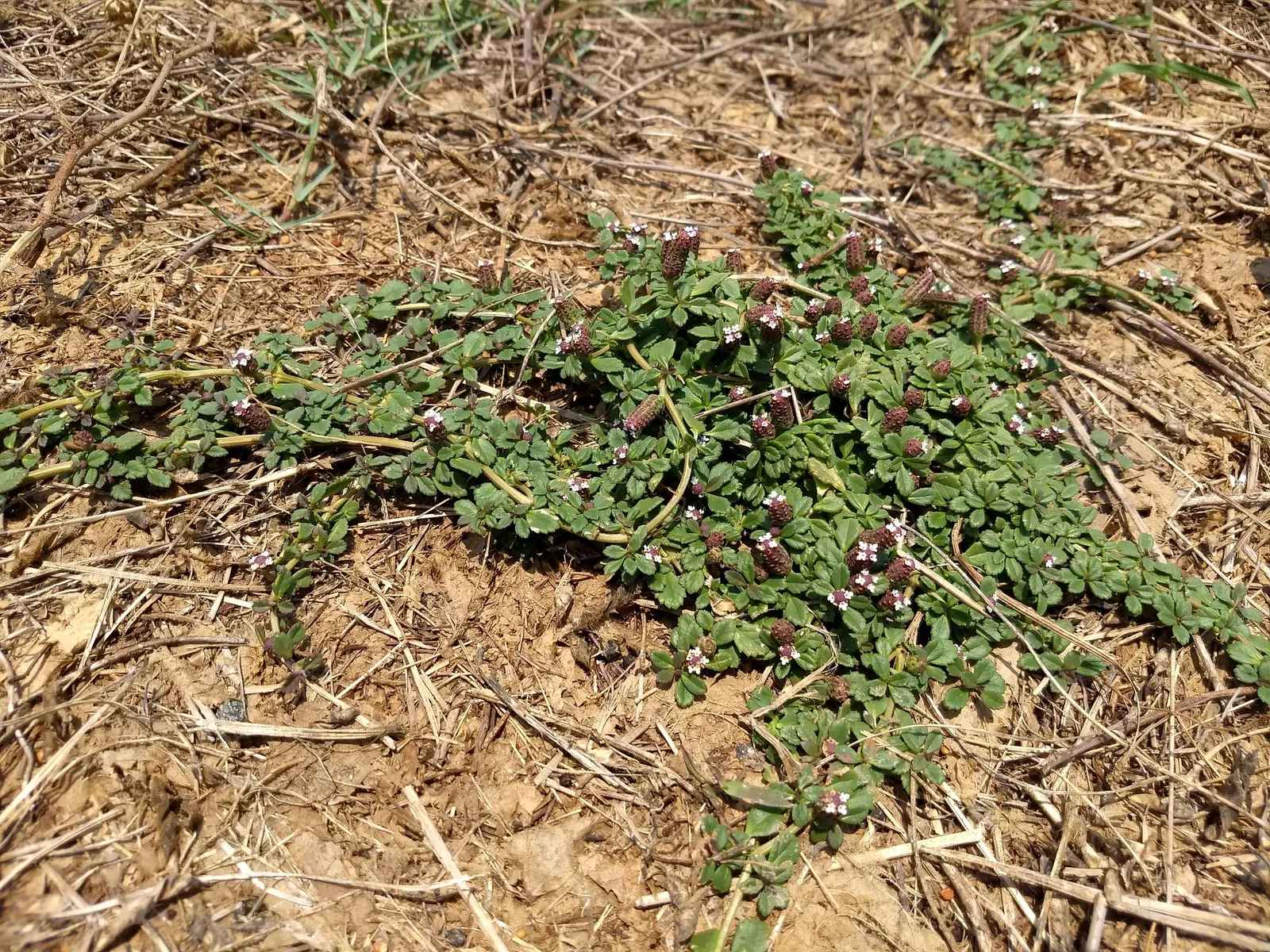 Kurapia (Lippia Nodiflora) — it creates a dense mat that helps suppress weeds; occasional trimming might be necessary