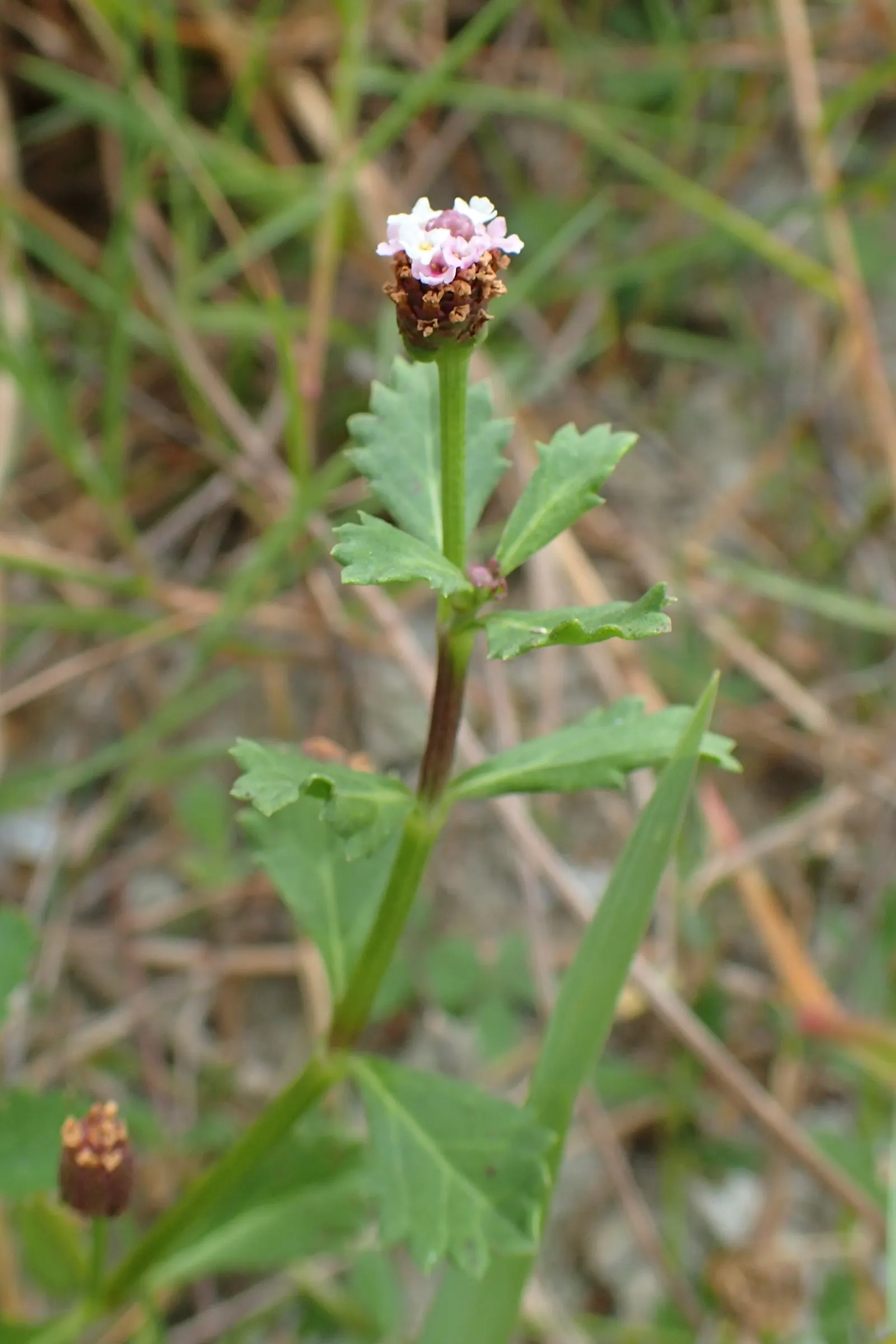 Kurapia (Lippia Nodiflora) — it tolerates light foot traffic and reduces irrigation needs by over 60%; consequently, clients interested in water, image 74