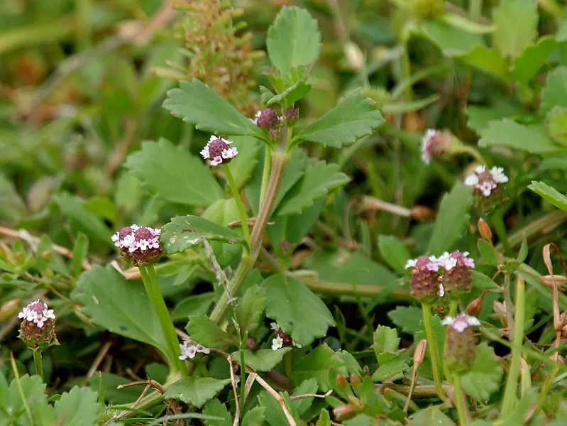 Kurapia (Lippia Nodiflora) — Its vigorous growth habit ensures rapid coverage; ground cover for full, image 99
