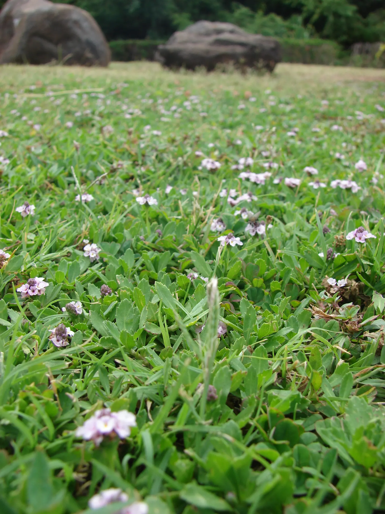 Kurapia (Lippia Nodiflora) — it creates a dense mat that helps suppress weeds