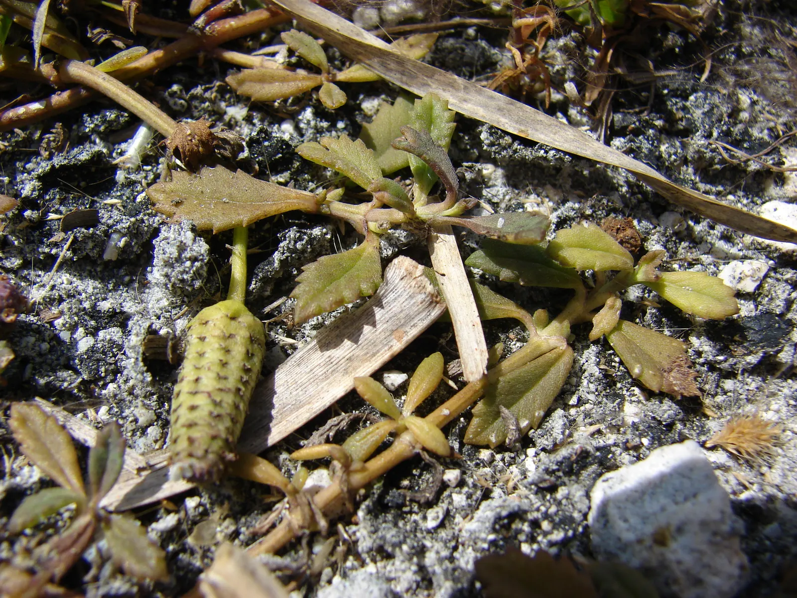 Kurapia (Lippia Nodiflora) — white to light lavender blooms that emerge from late spring until the first frost; it tolerates light foot traffic and, image 57