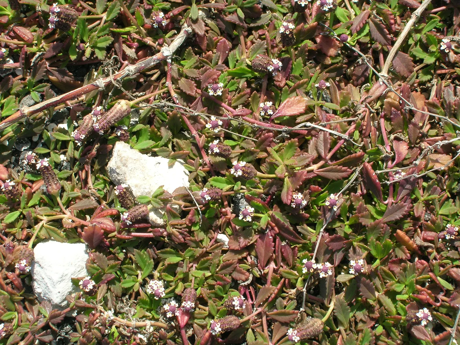 Kurapia (Lippia Nodiflora) — but for a manicured appearance; requiring minimal maintenance, it stands 1-2 inches tall, discouraging weeds with, image 83