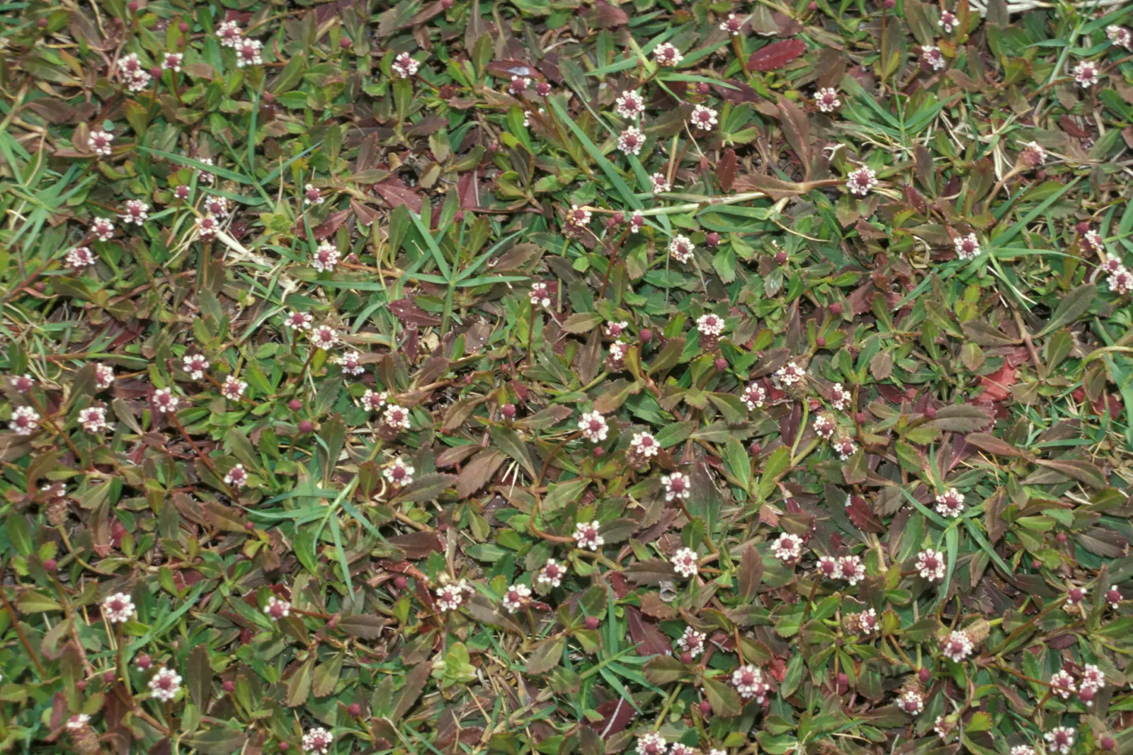 Kurapia (Lippia Nodiflora) — lavender and pink flowers in the garden; now reclassified as Phyla nodiflora
