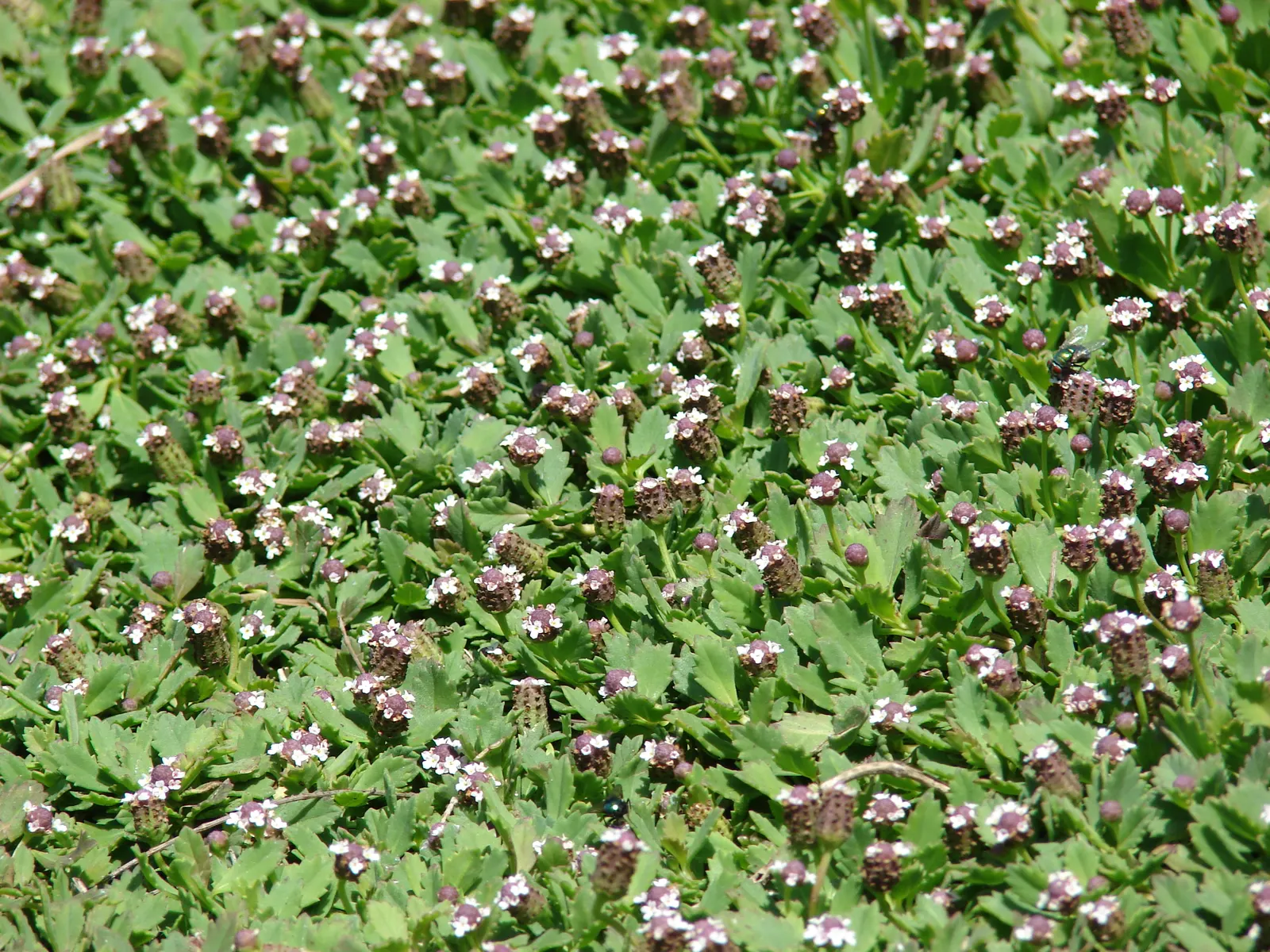 Kurapia (Lippia Nodiflora) — Requiring minimal maintenance, it stands 1-2 inches tall, discouraging weeds with dense growth; standing at a height of about 1 to