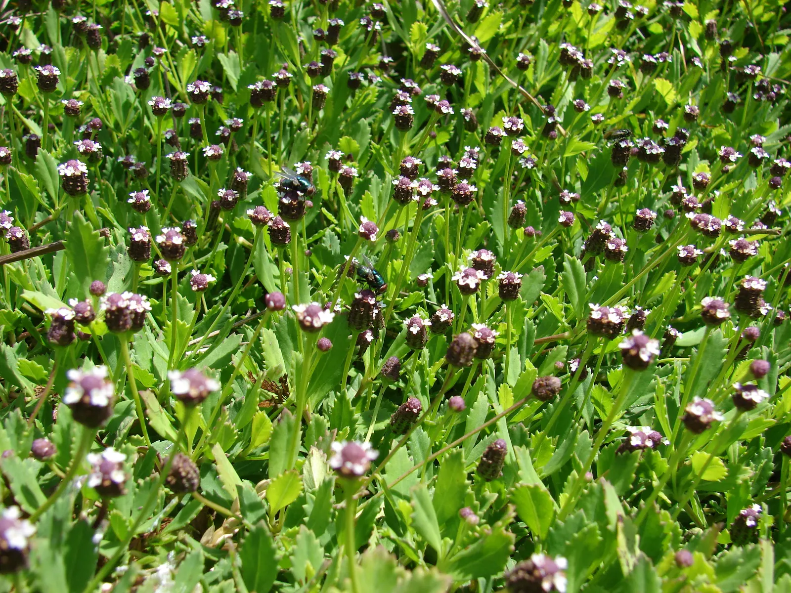 Kurapia (Lippia Nodiflora) — Standing at a height of about 1 to 2 inches; usually requiring only minimal irrigation, image 87