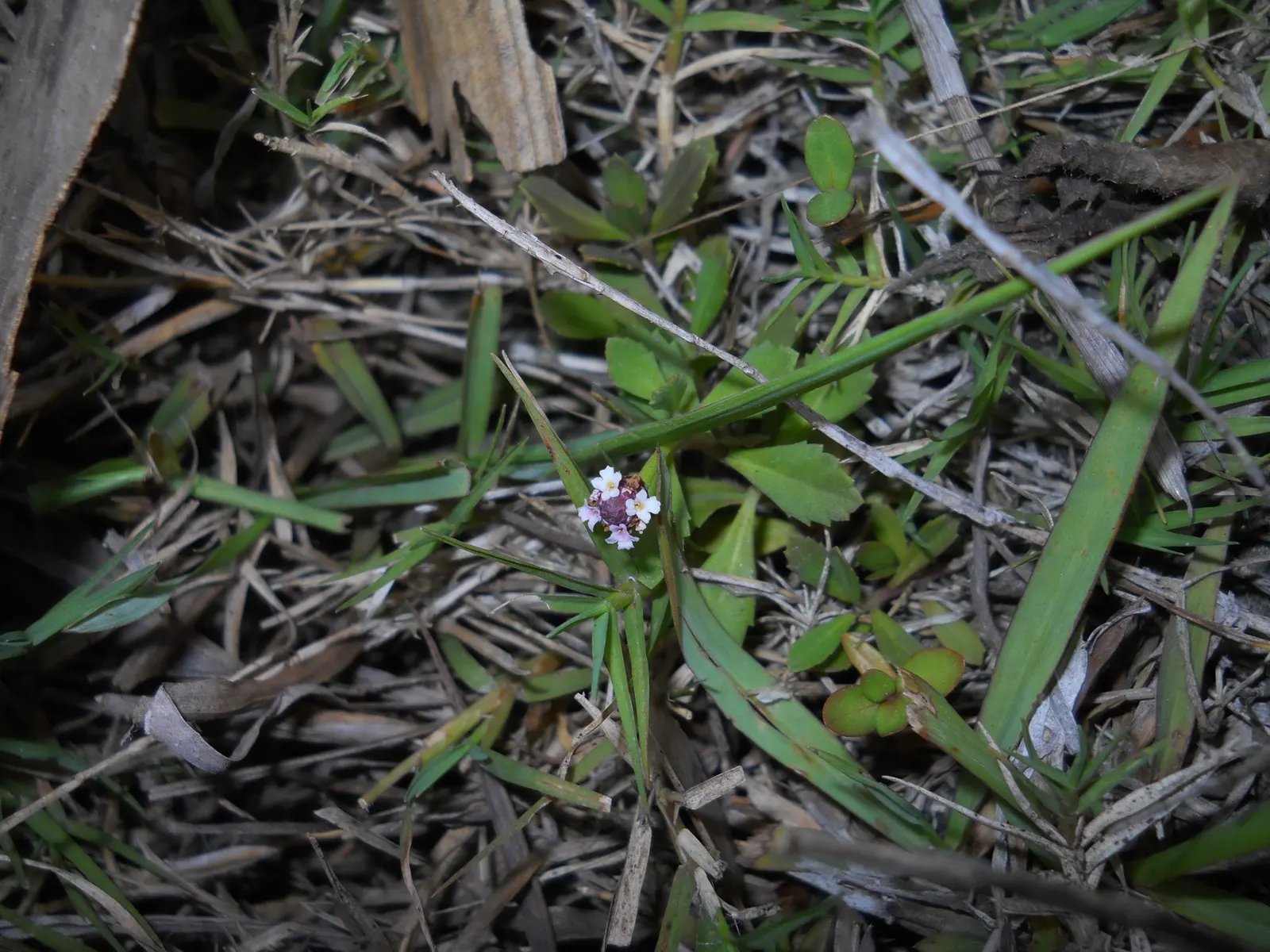Kurapia (Lippia Nodiflora) — offering a subtle yet attractive display that is also beneficial for pollinators like bees, image 35
