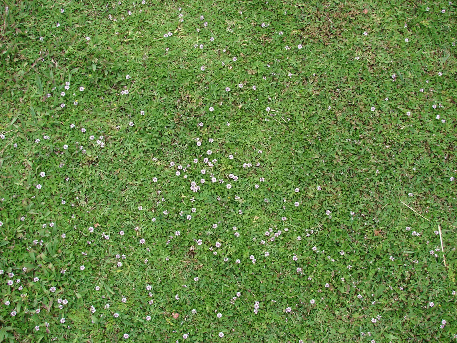 Kurapia (Lippia Nodiflora) — Its vigorous growth habit ensures rapid coverage
