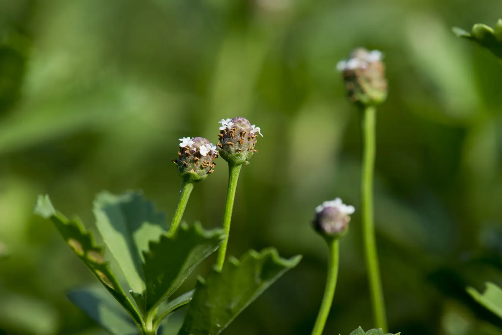 Kurapia (Lippia Nodiflora) — Ideal for water-conscious landscapes, it needs only occasional mowing; thriving in full sun, it efficiently covers areas up to 18