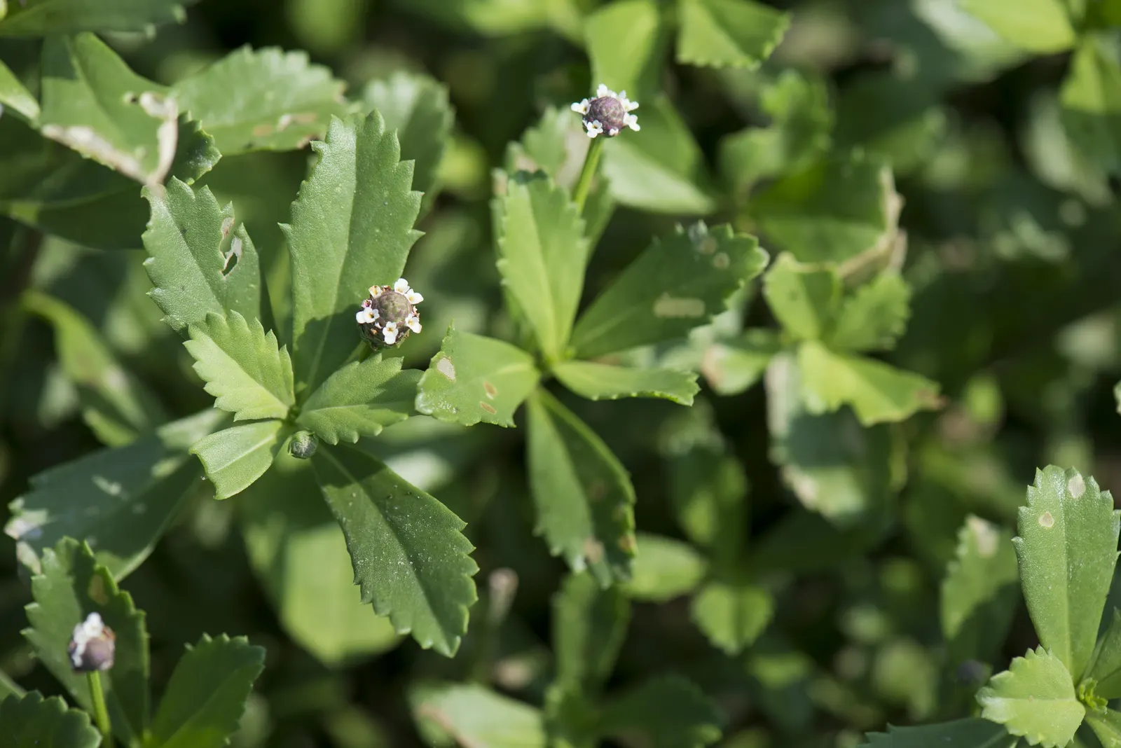 Kurapia (Lippia Nodiflora) — white to light lavender blooms that emerge from late spring until the first frost; it tolerates light foot traffic and reduces