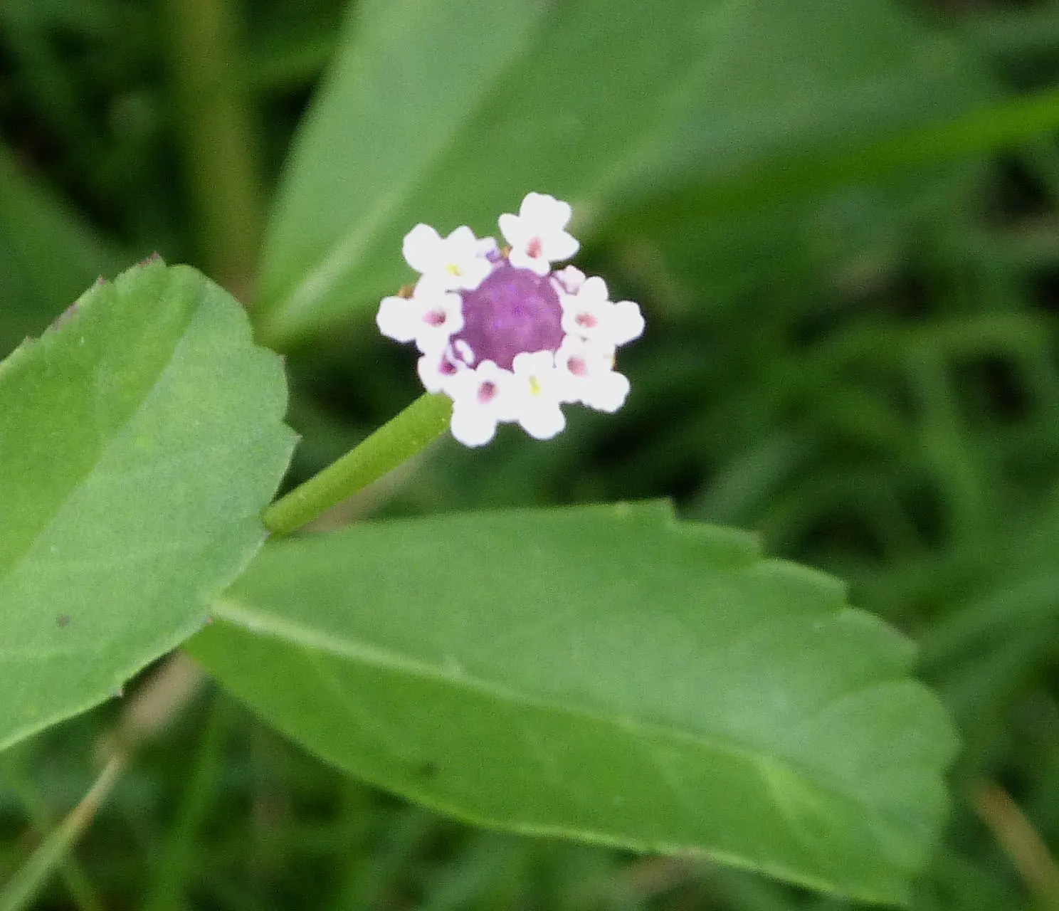 Kurapia (Lippia Nodiflora) — it creates a dense mat that helps suppress weeds; occasional trimming might be necessary, image 88