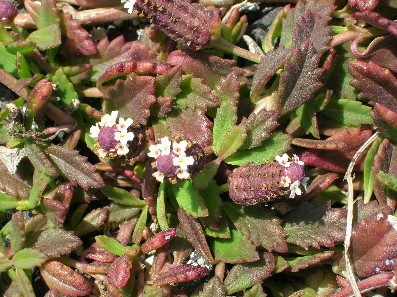 Kurapia (Lippia Nodiflora) — The foliage remains green predominantly throughout the year in milder climates; it creates a dense mat that helps, image 82
