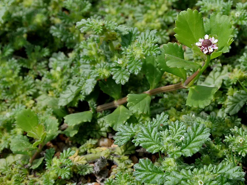 Kurapia (Lippia Nodiflora) — it tolerates light foot traffic and reduces irrigation needs by over 60%