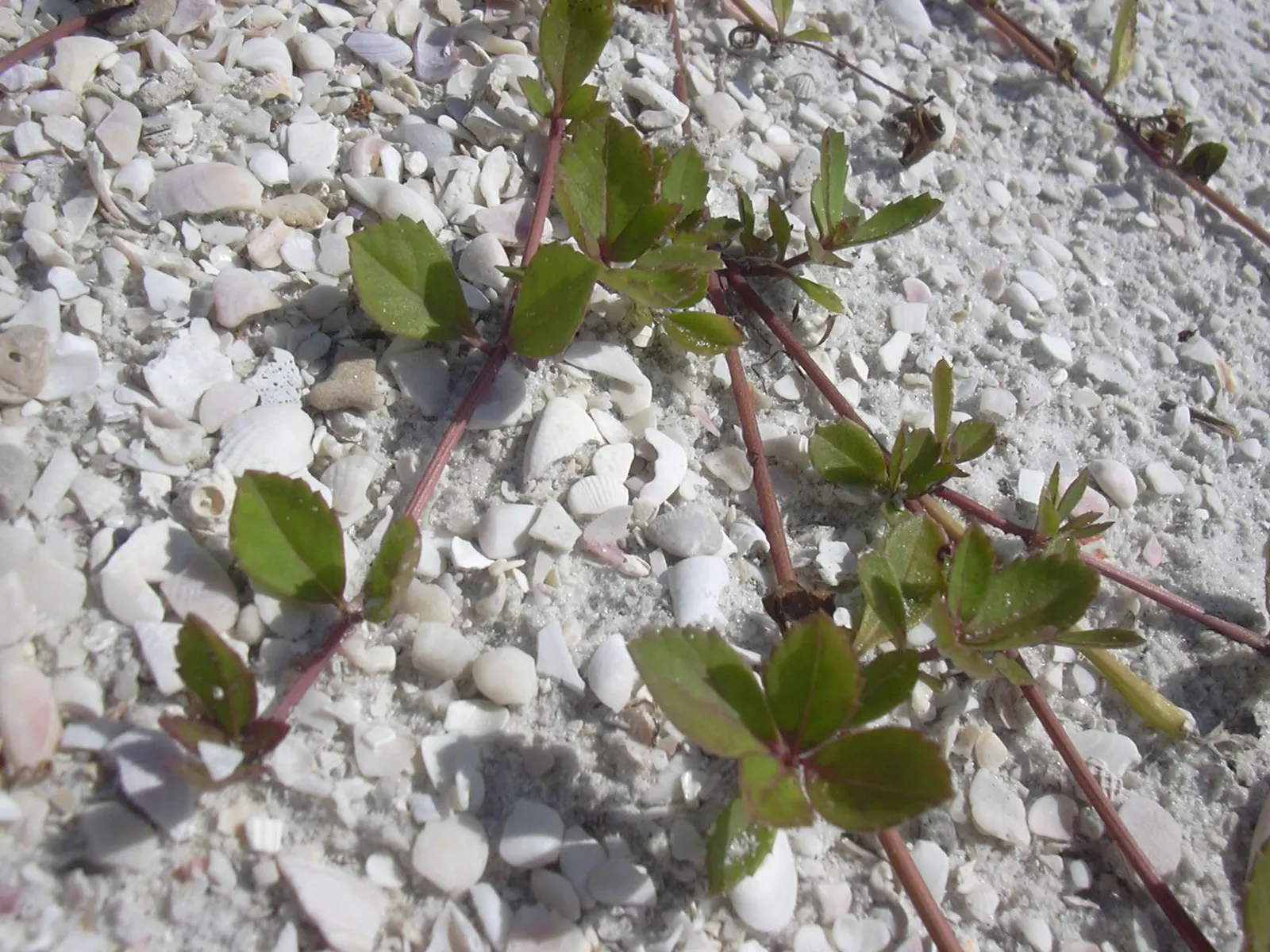 Kurapia (Lippia Nodiflora) — Its vigorous growth habit ensures rapid coverage; ground cover for full, image 76