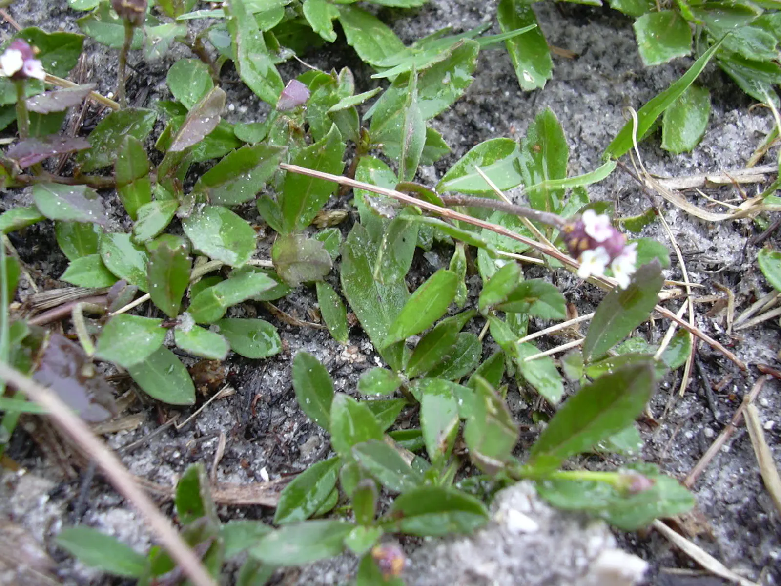Kurapia (Lippia Nodiflora) — but for a manicured appearance