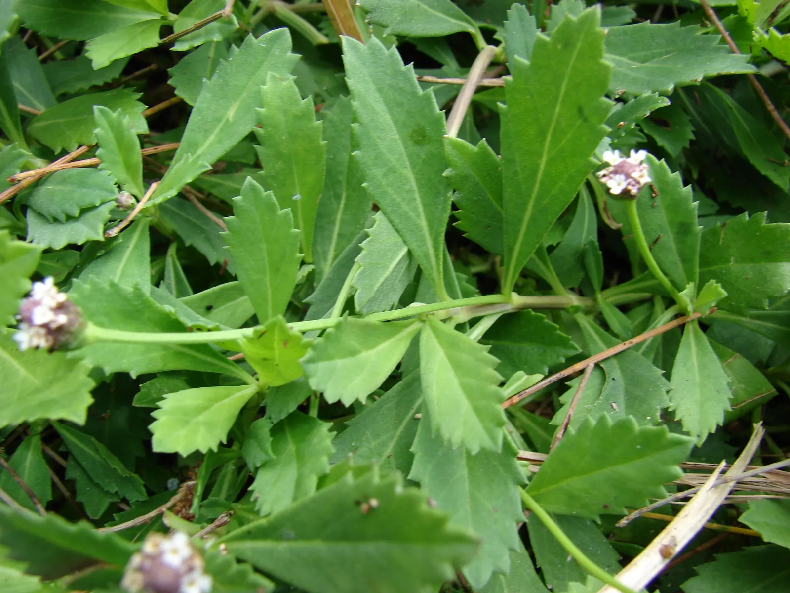 Kurapia (Lippia Nodiflora) — occasional trimming might be necessary; kurapia flourishes in full sun but can endure partial shade, image 84