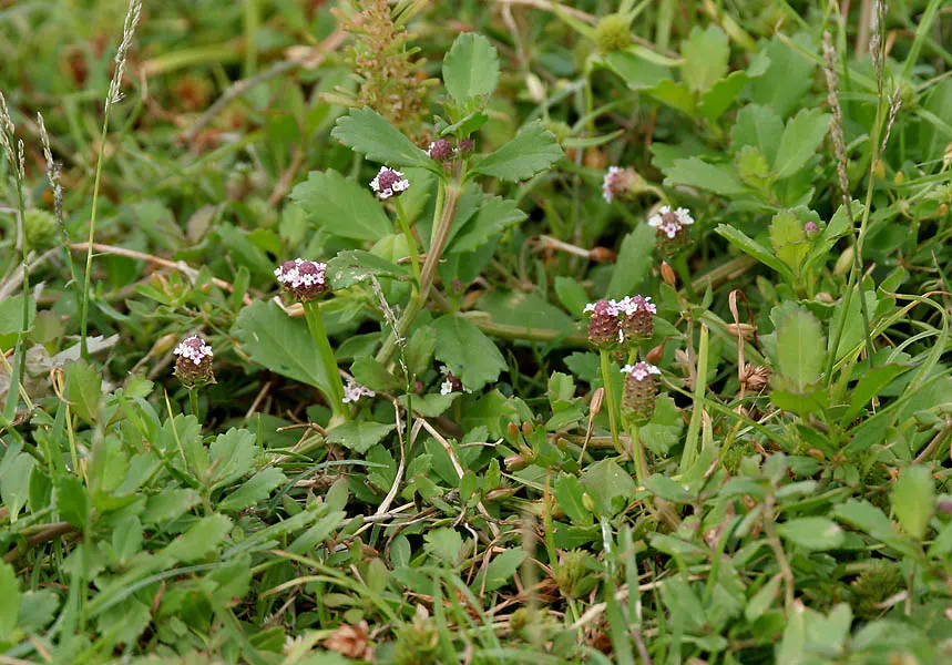 Kurapia (Lippia Nodiflora) — it tolerates light foot traffic and reduces irrigation needs by over 60%; consequently, clients interested in water, image 97