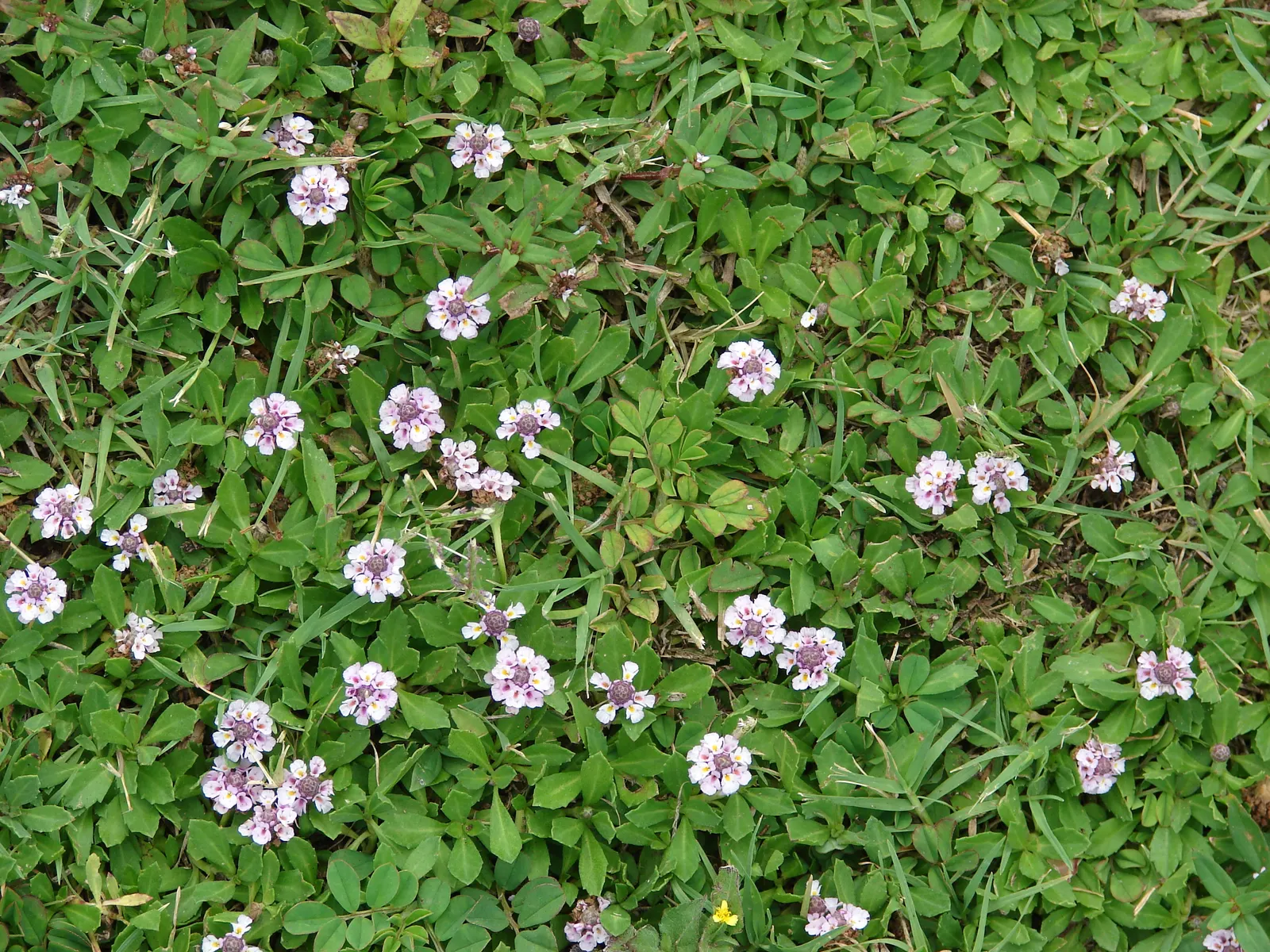 Kurapia (Lippia Nodiflora) — Kurapia (Lippia nodiflora) is a drought-tolerant groundcover featuring tiny white flowers; ideal for water-conscious, image 93