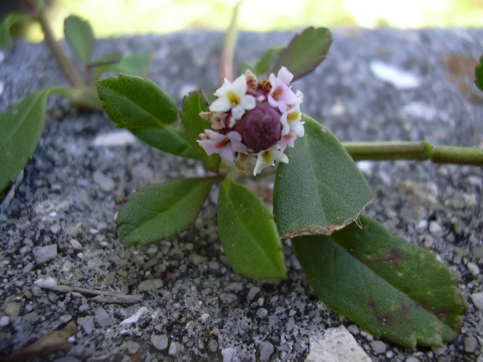 Kurapia (Lippia Nodiflora) — The foliage remains green predominantly throughout the year in milder climates; it creates a dense mat that helps suppress weeds