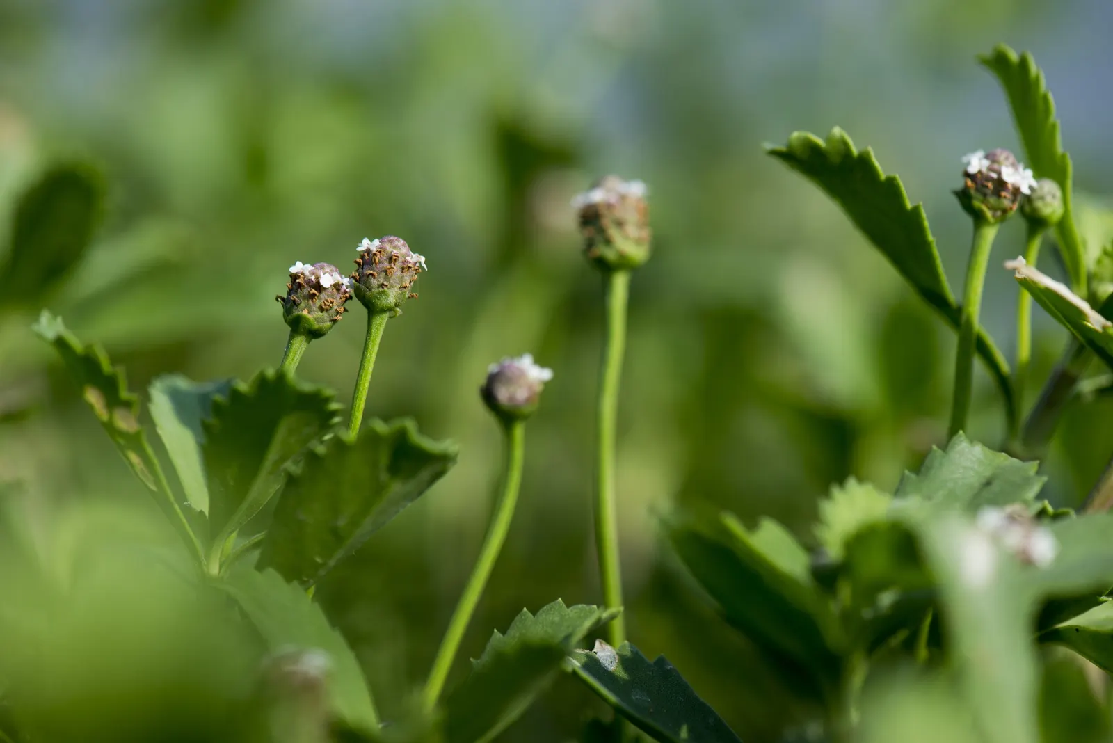 Kurapia (Lippia Nodiflora) — Standing at a height of about 1 to 2 inches; usually requiring only minimal irrigation