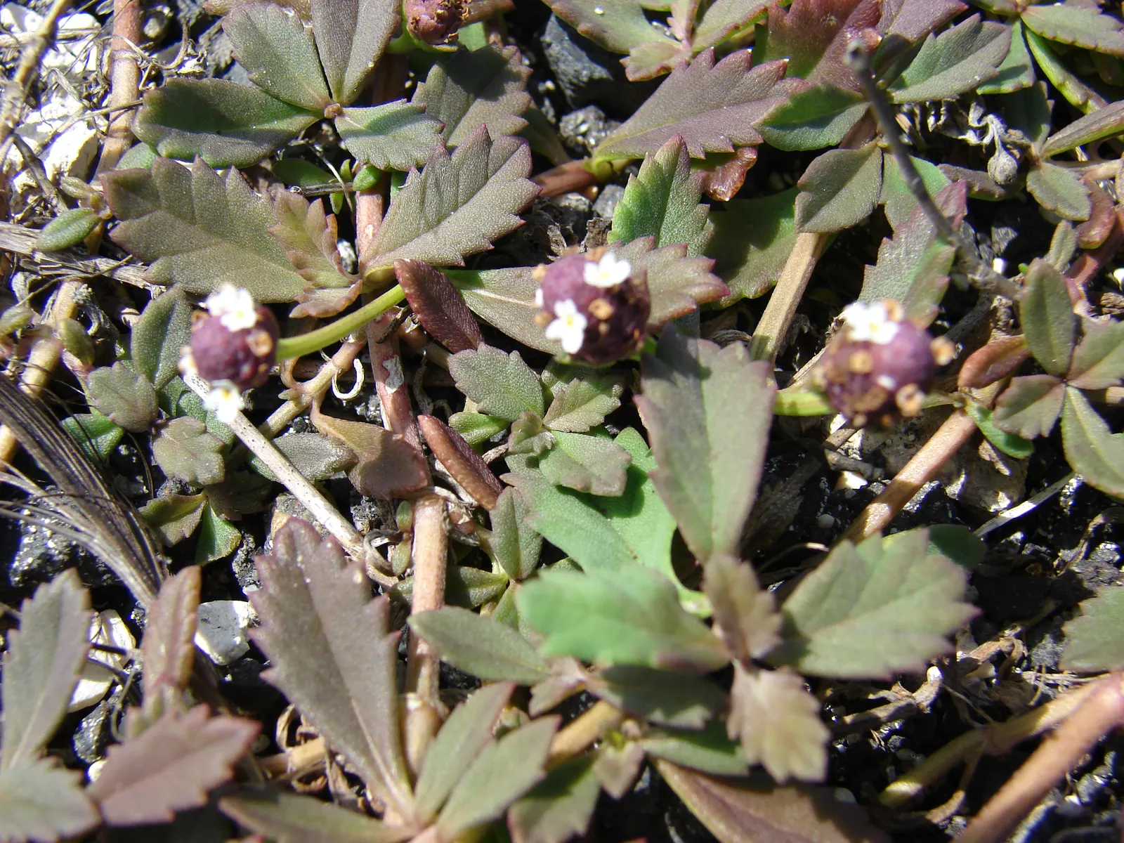Kurapia (Lippia Nodiflora) — The foliage remains green predominantly throughout the year in milder climates; it creates a dense mat that helps, image 59