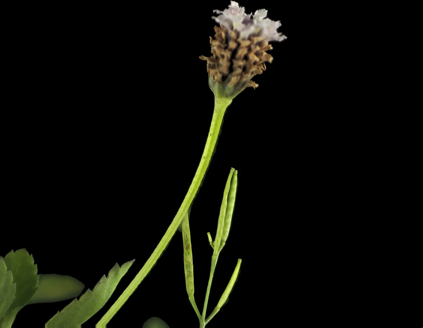 Kurapia (Lippia Nodiflora) — usually requiring only minimal irrigation; its vigorous growth habit ensures rapid coverage, image 54