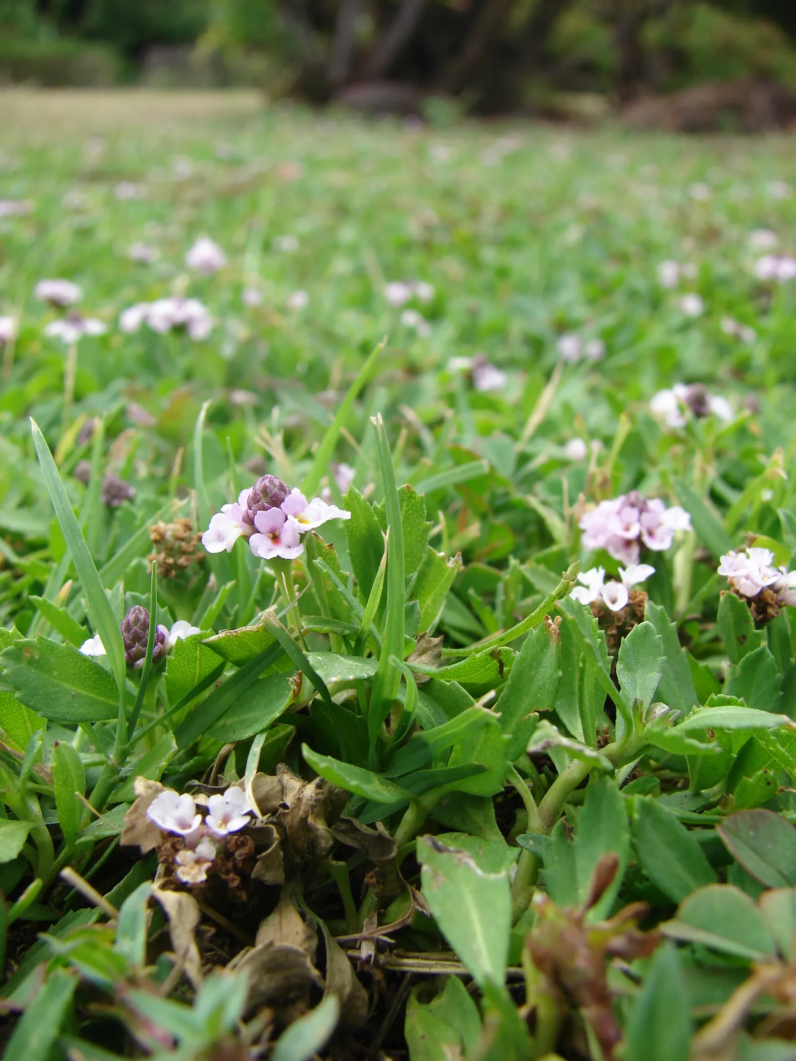 Kurapia (Lippia Nodiflora) — Standing at a height of about 1 to 2 inches