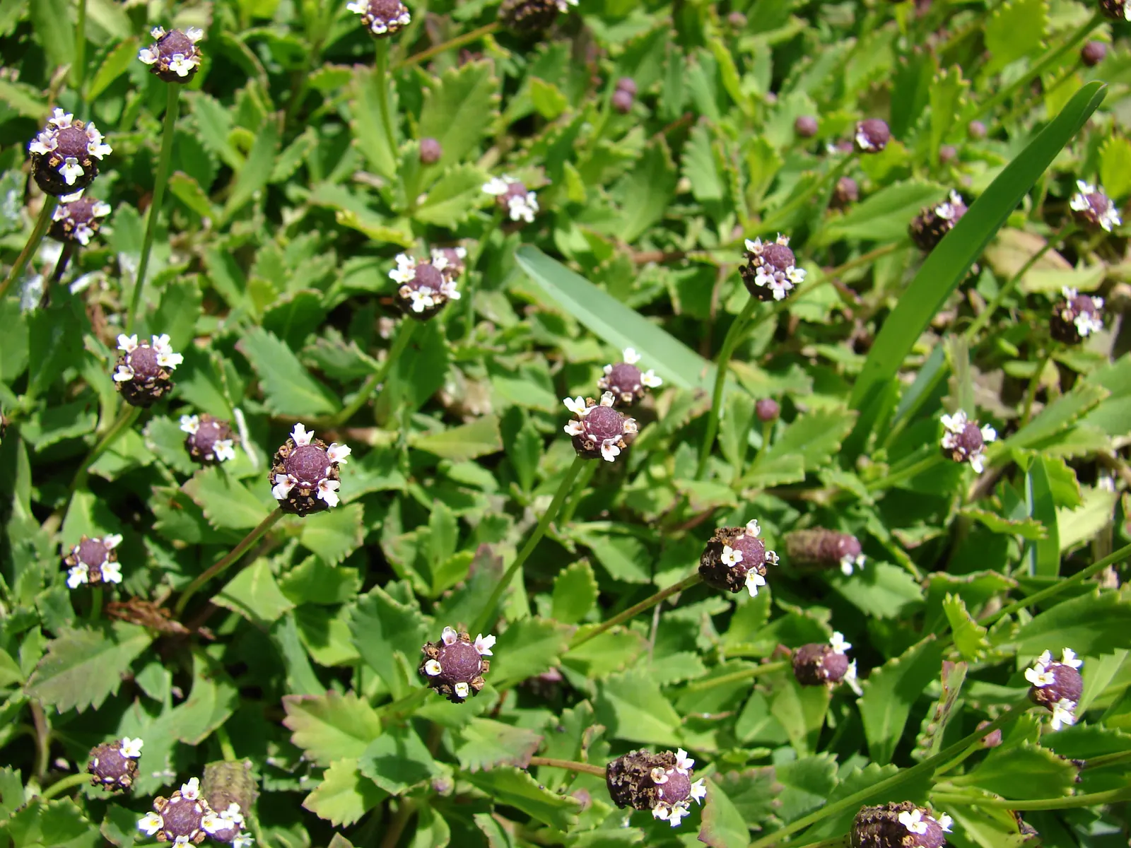 Kurapia (Lippia Nodiflora) — usually requiring only minimal irrigation