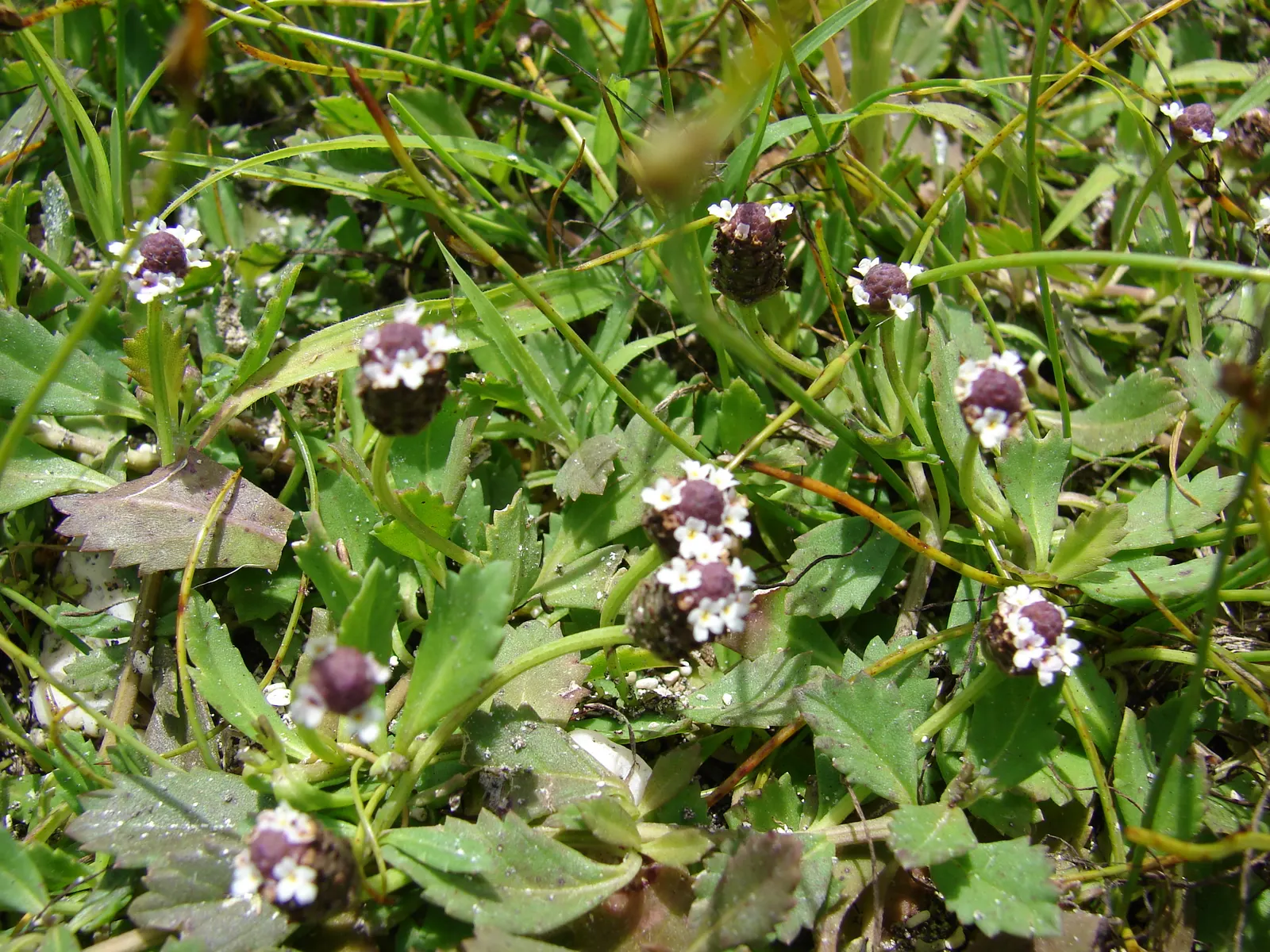 Kurapia (Lippia Nodiflora) — Consequently, clients interested in water conservation or xeriscaping will find it an excellent choice; but for a, image 101