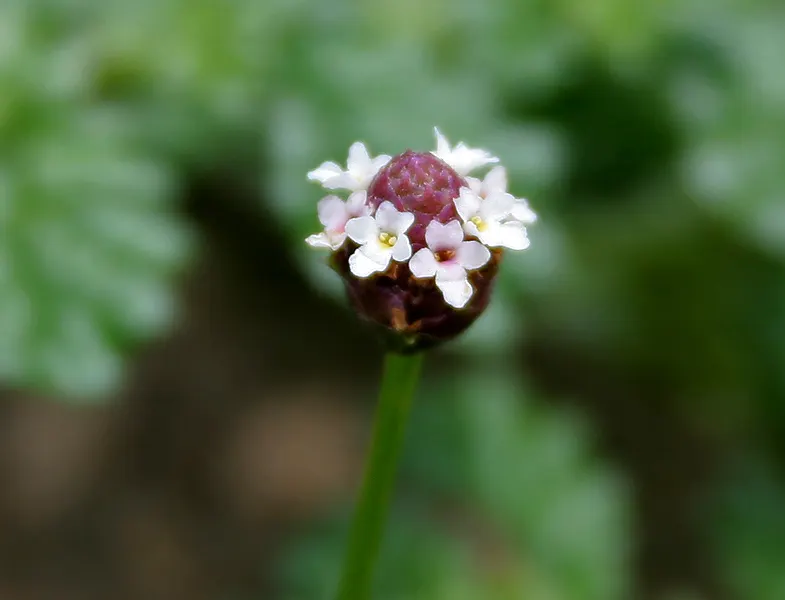 Kurapia (Lippia Nodiflora) — Thriving in full sun, it efficiently covers areas up to 18 square feet per plant