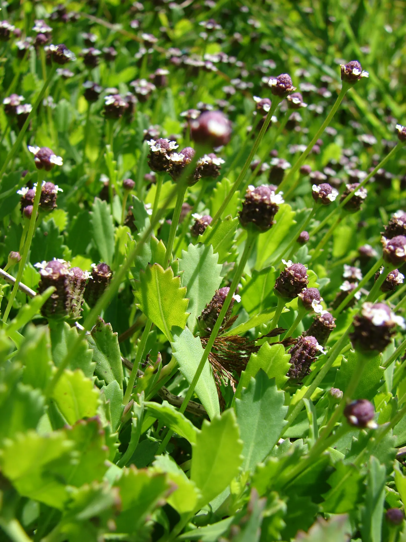 Kurapia (Lippia Nodiflora) — Thriving in full sun, it efficiently covers areas up to 18 square feet per plant; white to light lavender blooms that, image 71
