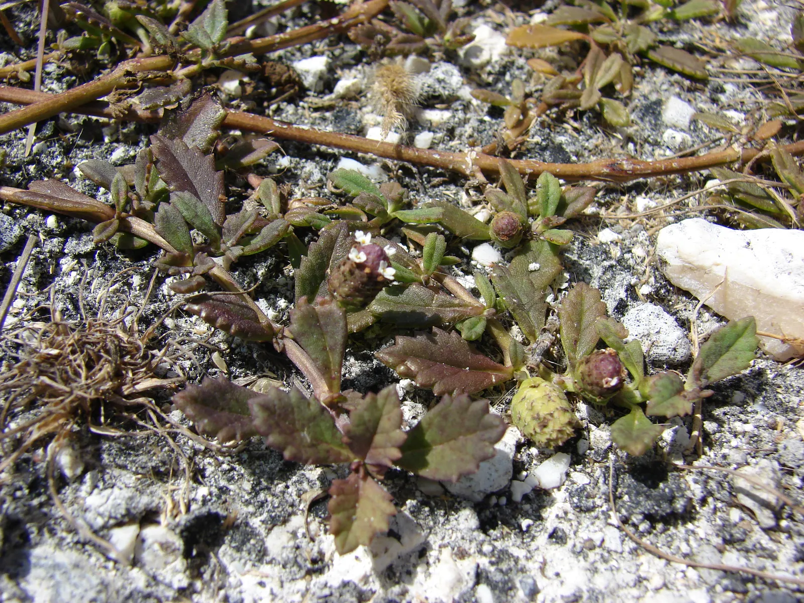 Kurapia (Lippia Nodiflora) — now reclassified as Phyla nodiflora; kurapia is also known for its excellent erosion control properties