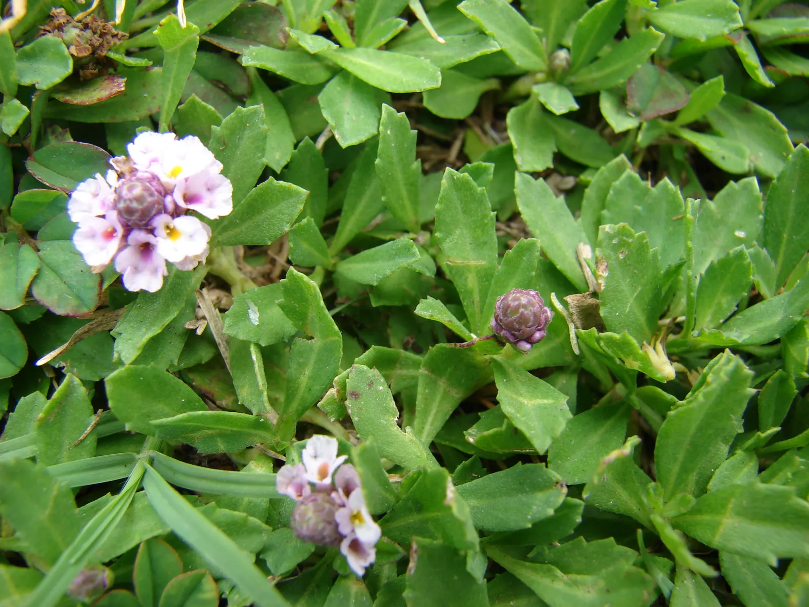 Kurapia (Lippia Nodiflora) — ground cover with lavender and pink blooms