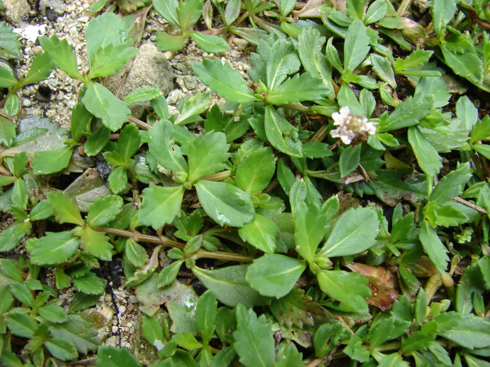 Kurapia (Lippia Nodiflora) — ground cover for full; adding to its low-maintenance charm