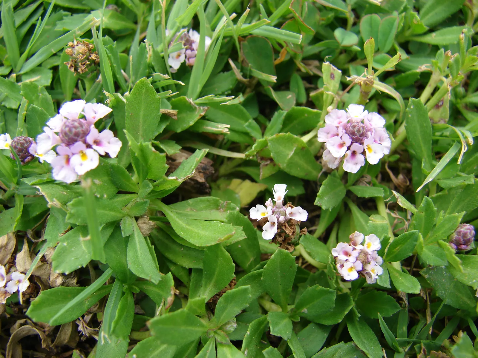 Kurapia (Lippia Nodiflora) — making it an apt choice for slopes and areas prone to soil degradation; kurapia (Lippia nodiflora) is a drought-tolerant