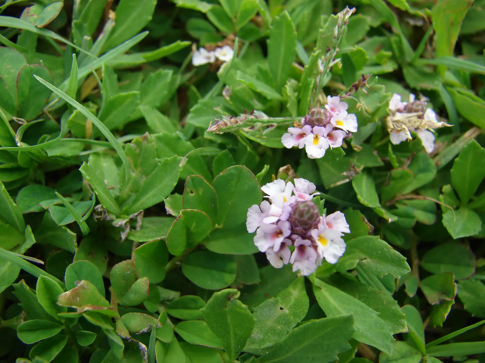 Kurapia (Lippia Nodiflora) — but for a manicured appearance; requiring minimal maintenance, it stands 1-2 inches tall, discouraging weeds with, image 60