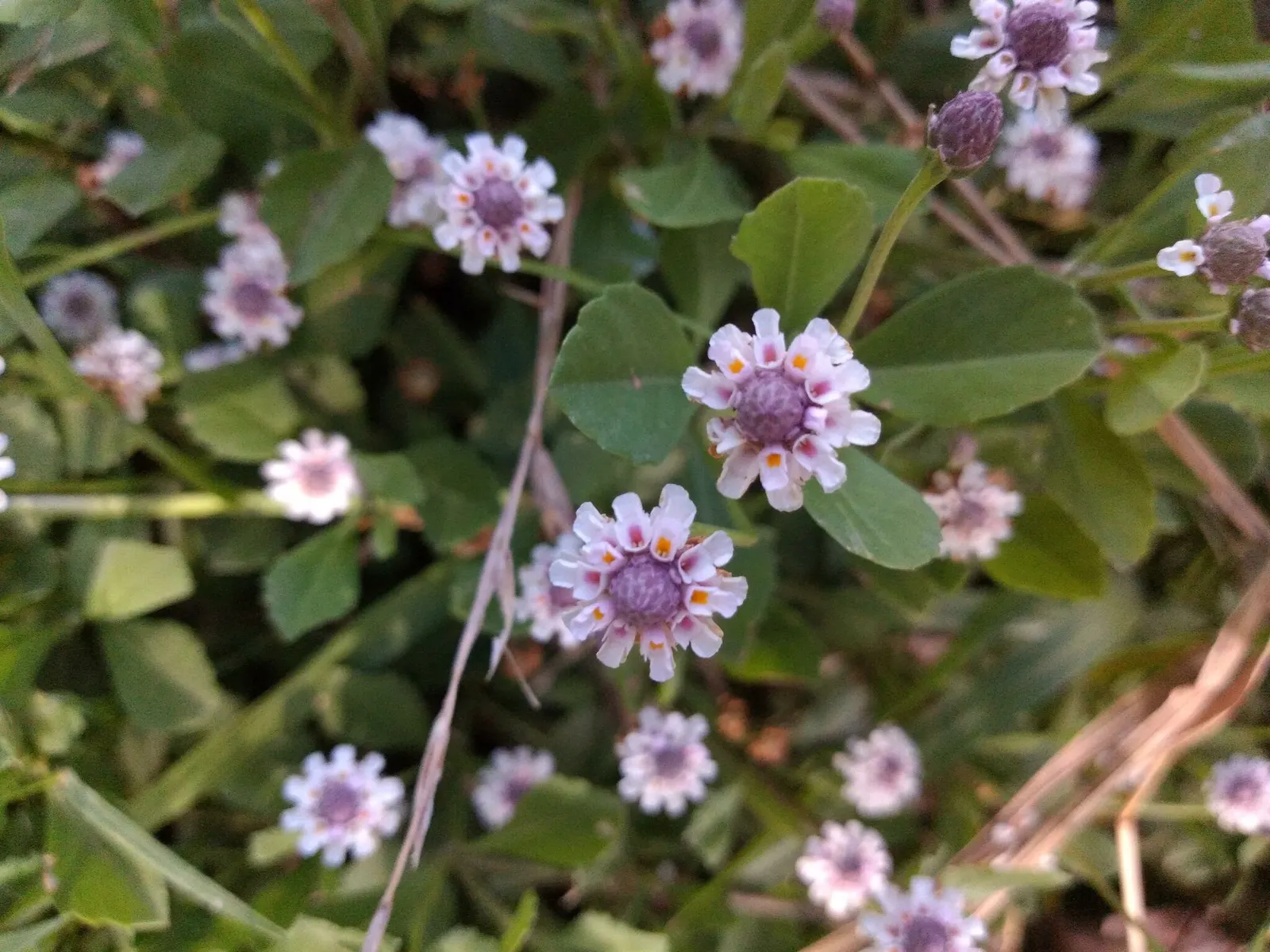 Kurapia (Lippia Nodiflora) — Kurapia (Lippia nodiflora) is a drought-tolerant groundcover featuring tiny white flowers; ideal for water-conscious, image 70