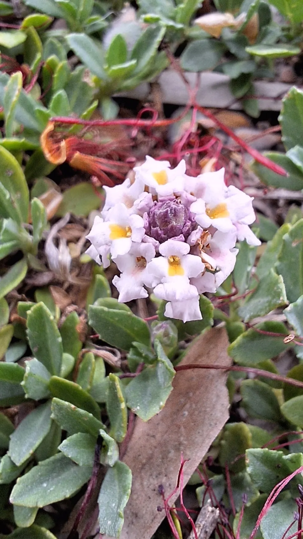 Kurapia (Lippia Nodiflora) — Ideal for water-conscious landscapes, it needs only occasional mowing; thriving in full sun, it efficiently covers, image 73