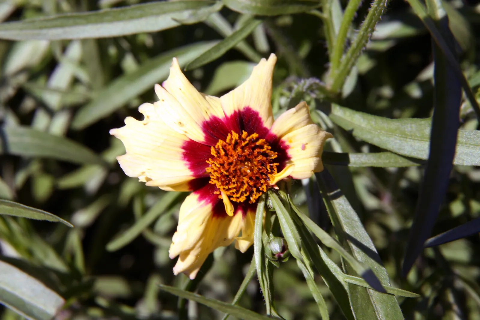 Autumn Blush Tickseed (Coreopsis 'Autumn Blush') — clumping mounds of slender
