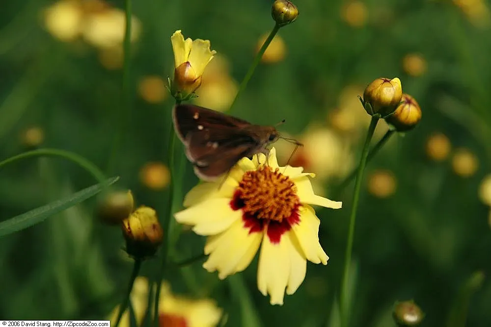 Autumn Blush Tickseed (Coreopsis 'Autumn Blush') — This cultivar boasts daisy-like flowers that spring up from compact