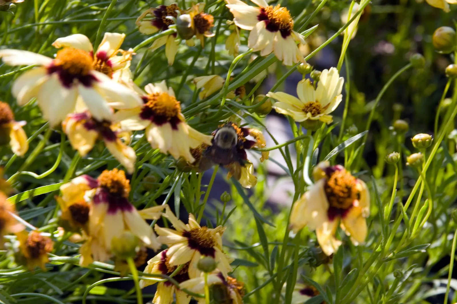 Autumn Blush Tickseed (Coreopsis 'Autumn Blush') — Maturing at 18-24 inches tall with a similar spread