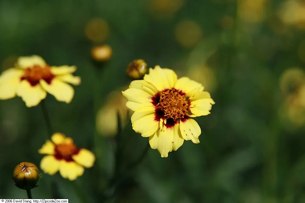 Autumn Blush Tickseed (Coreopsis 'Autumn Blush') — renowned for its enduring bloom period and captivating color transitions
