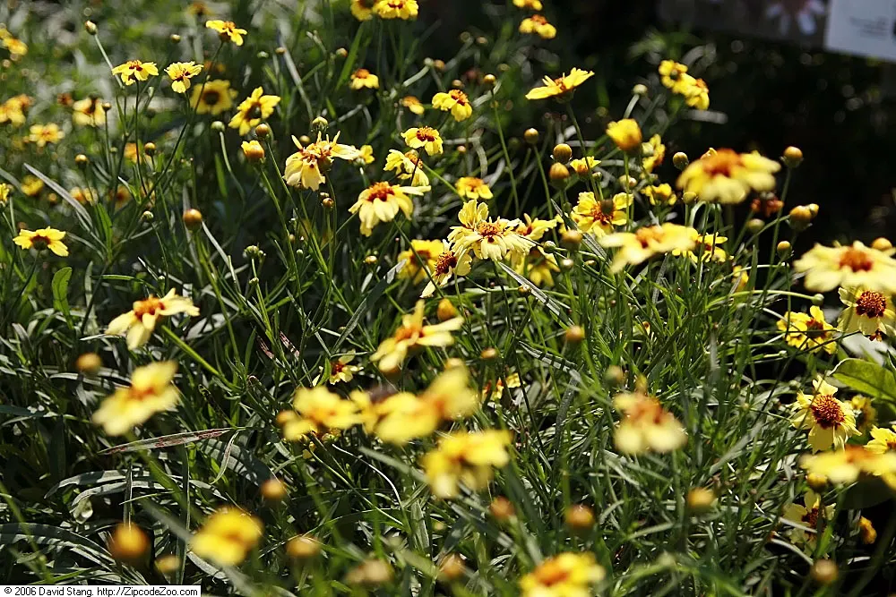 Autumn Blush Tickseed (Coreopsis 'Autumn Blush') — Blooms provide color from early summer to fall