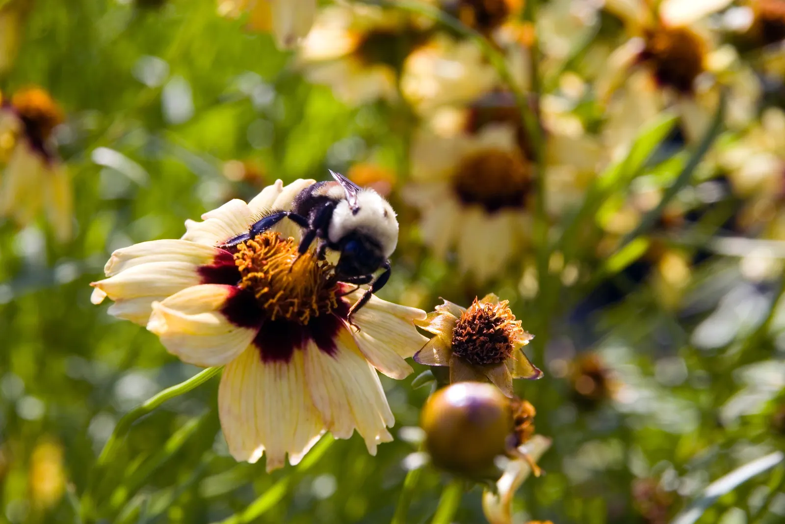 Autumn Blush Tickseed (Coreopsis 'Autumn Blush') — it thrives in well-drained soil in full sun to partial shade