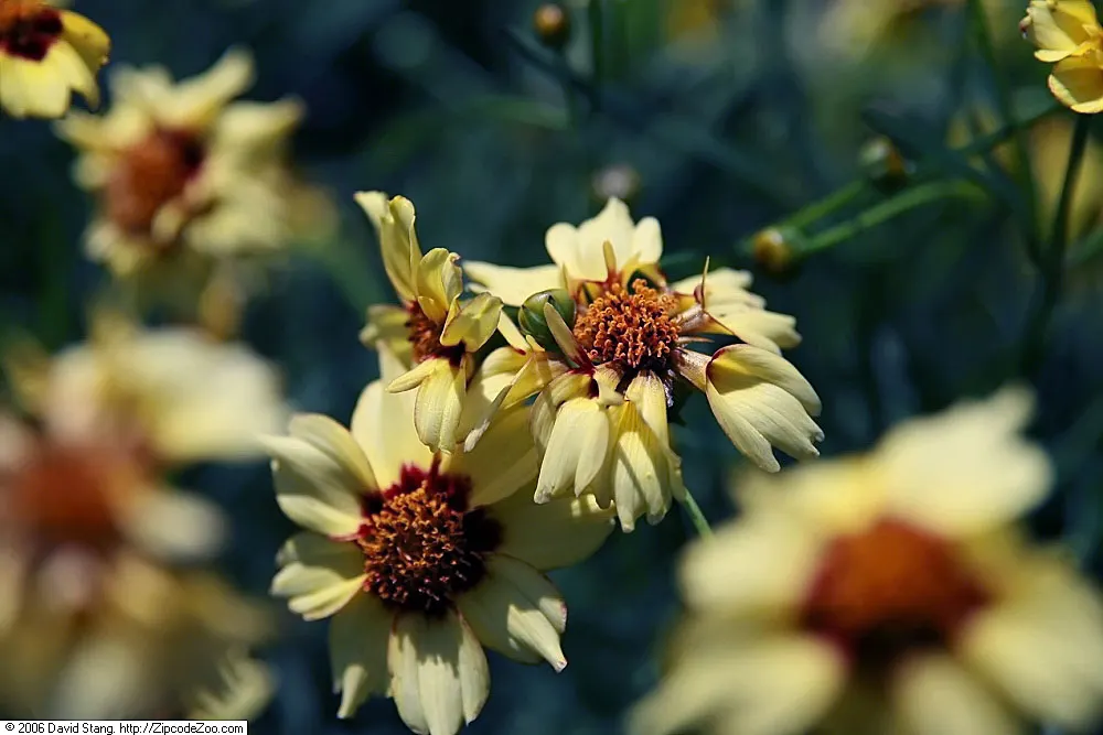 Autumn Blush Tickseed (Coreopsis 'Autumn Blush') — is a staple in any garden aiming for autumnal flare