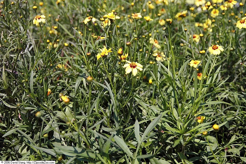 Autumn Blush Tickseed (Coreopsis 'Autumn Blush') — Resistant to drought once established; attracts pollinators