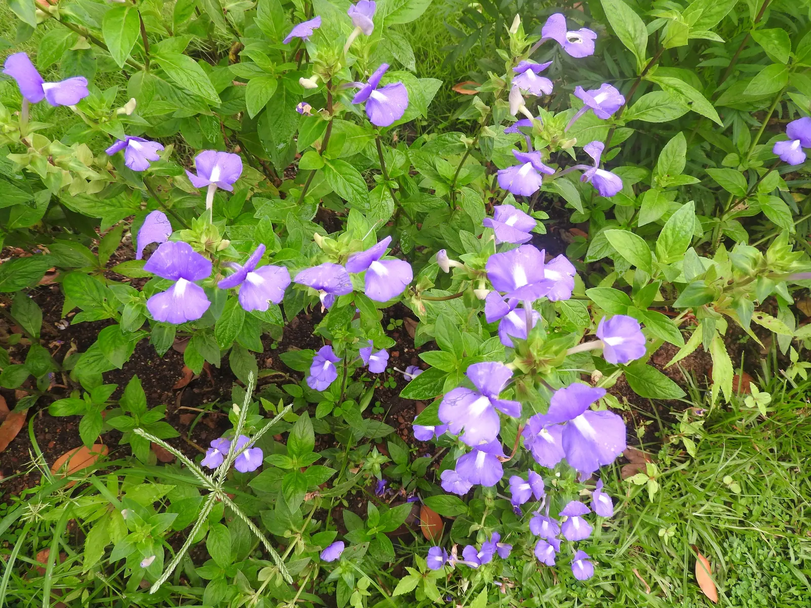 Purple Fan Flower (Scaevola 'Purple Fan') — This evergreen perennial is distinguished by its fan-shaped blooms